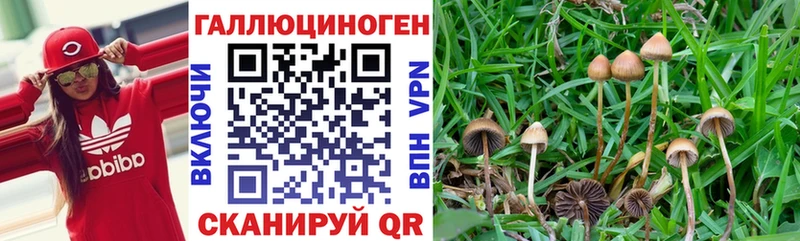Псилоцибиновые грибы Psilocybe  наркотики  Бабушкин 